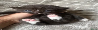 Mittens
