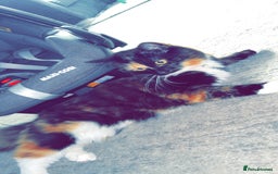 British Longhair cats for sale: Bonnie and biscuit  - Image 6