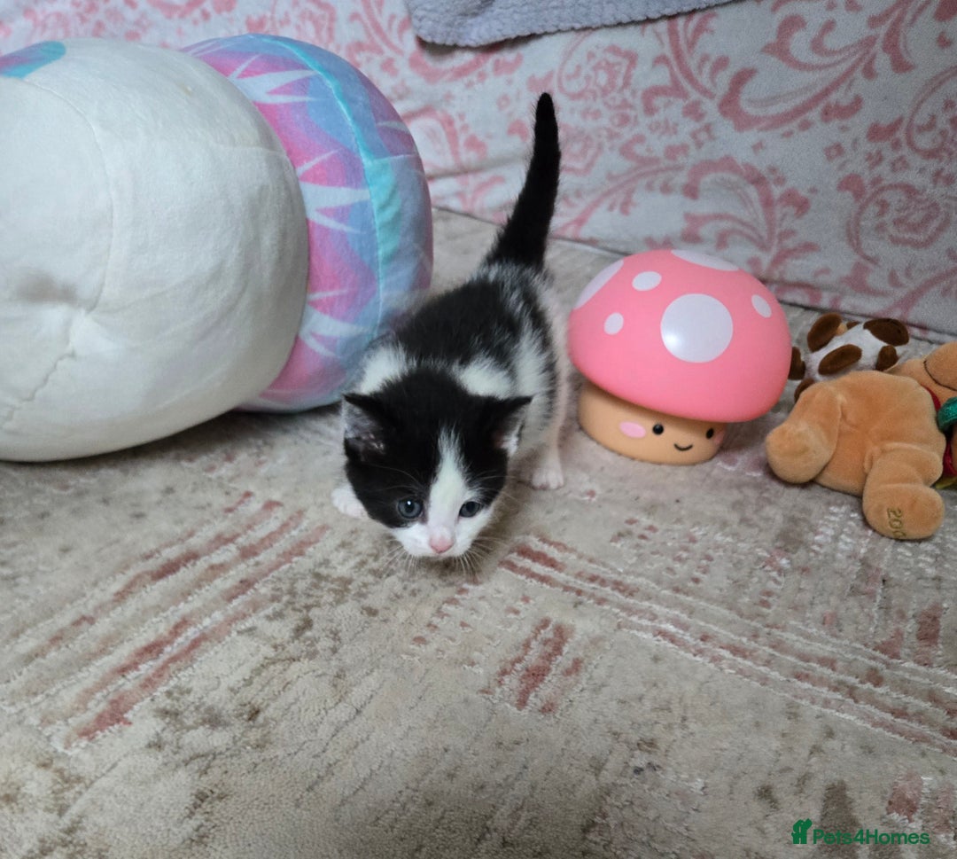 Mixed Breed cats for sale: Pretty black and white fluffy kittens - Image 3