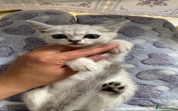 Scottish Fold cats for sale: 4 Scottish Straight Boys  - Image 17