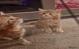 Maine Coon cats for sale: Maine Coon kittens - Image 1
