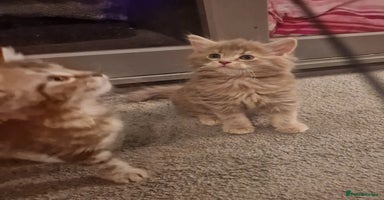 Maine Coon cats - Advert 1