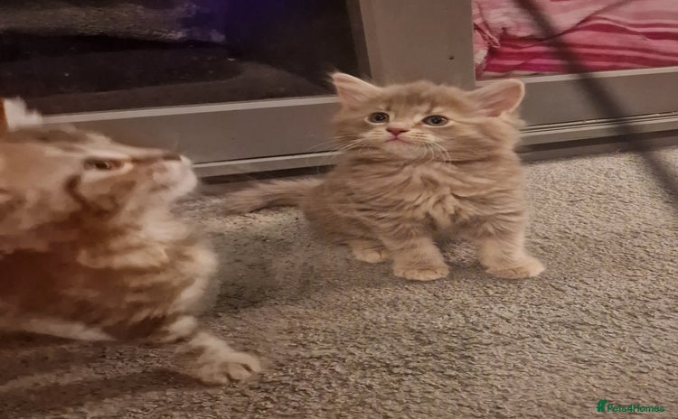 Maine Coon cats - Advert 2