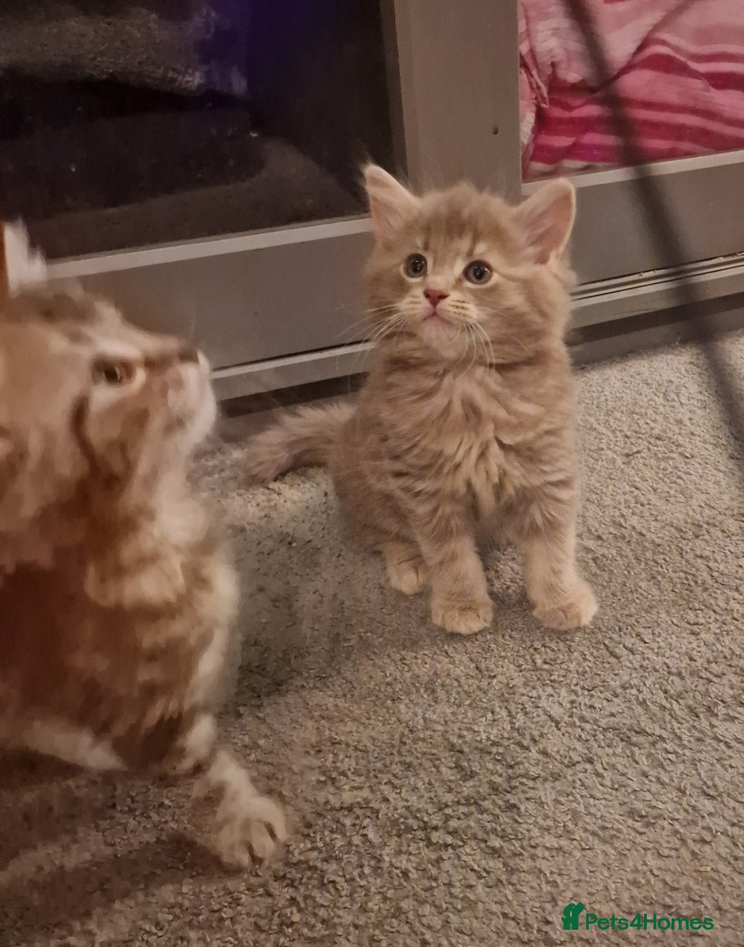 Maine Coon cats for sale: Maine Coon kittens - Image 1
