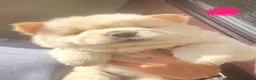 Chow Chow dogs for sale: Beautiful Kc registered chow chow puppies - Advert 3