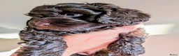 Cockapoo dogs for sale: 1 Stunning Chocolate Cockapoo remaining - Advert 6