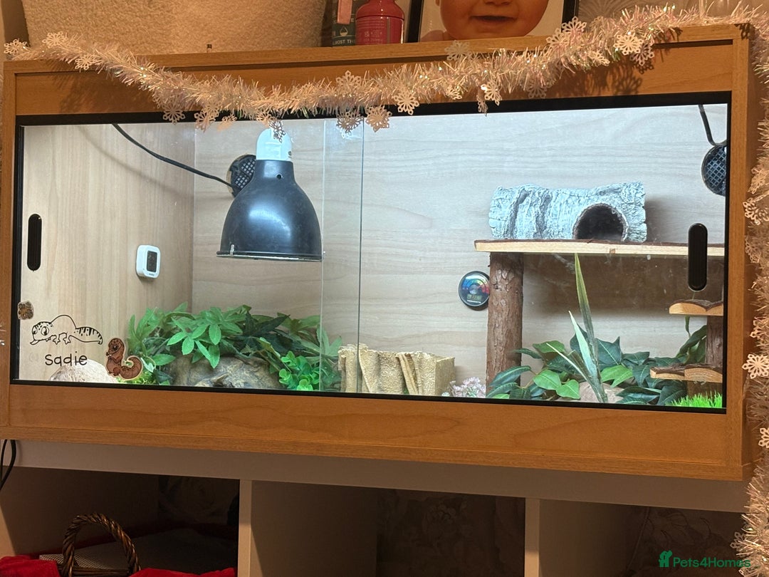 Gecko reptiles for sale: Leopard gecko female  - Advert 3