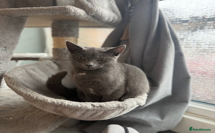 Russian Blue cats - Advert 1
