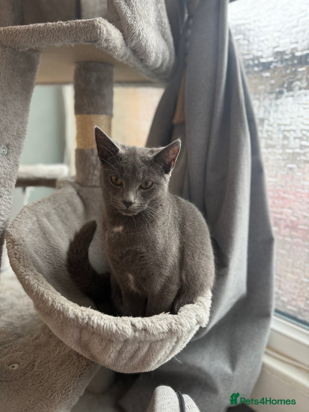 Russian Blue cats for sale: Female rusian blue - Image 1