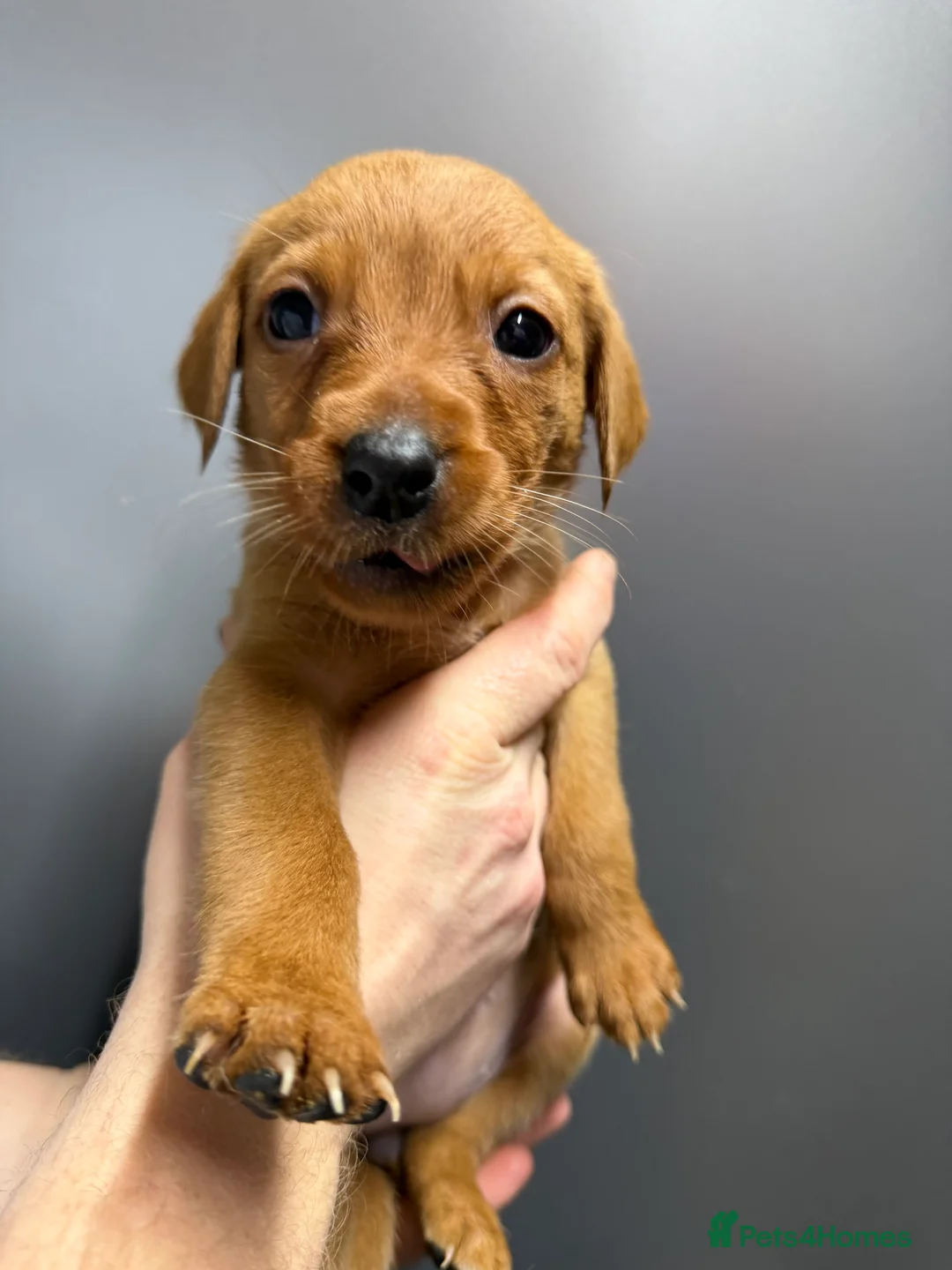 Labrador Retriever dogs for sale: KC Reg Labrador Puppies (mix of Red/blonde) - Advert 24