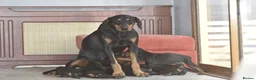 Dobermann dogs for sale: Excellent dobermann puppies  - Advert 4
