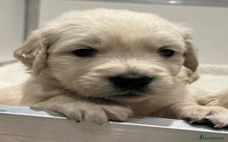 Golden Retriever dogs for sale: Stunning quality golden retriever puppies - Advert 18