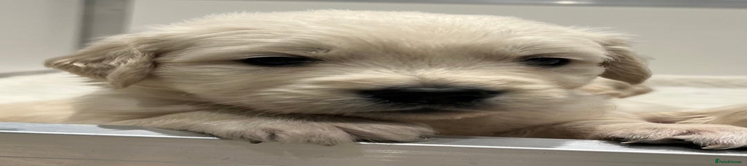 Golden Retriever Puppy 3 Mr green 