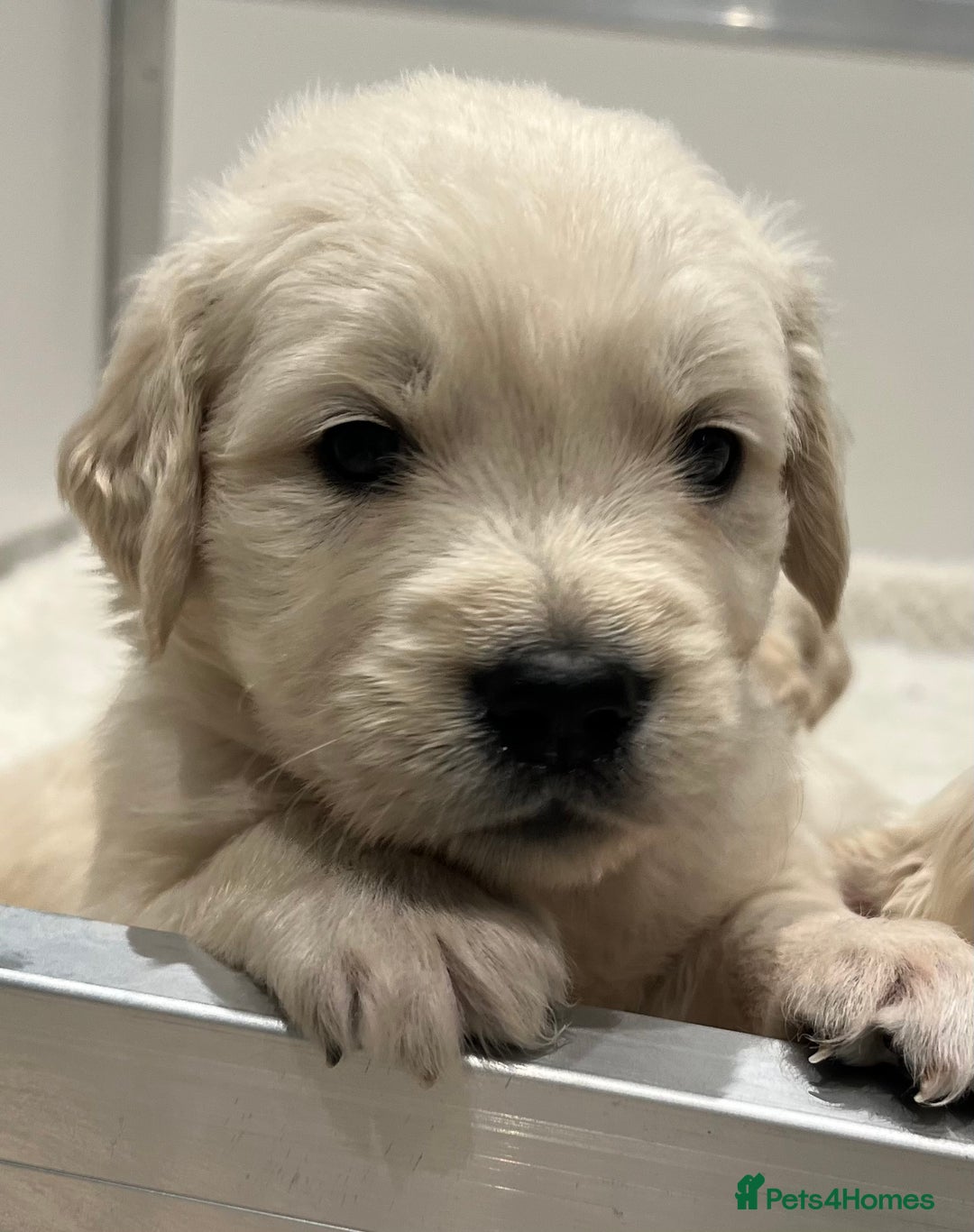 Golden Retriever dogs for sale: Stunning quality golden retriever puppies - Advert 18