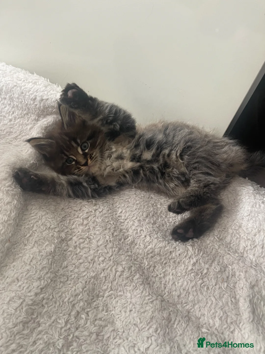 Maine Coon cats for sale: Maine coon - Advert 5
