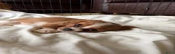 Cavalier King Charles Spaniel dogs for sale: 6 Beautiful Cavalier King Charles Spaniels  - Advert 15