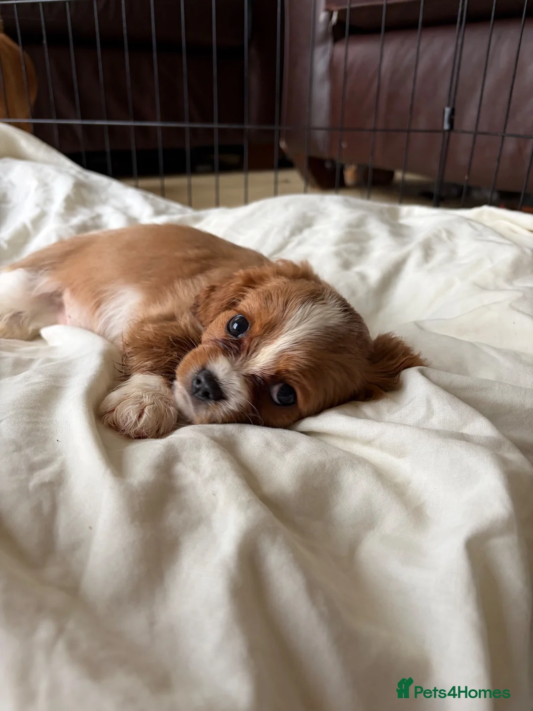 Cavalier King Charles Spaniel dogs for sale: 6 Beautiful Cavalier King Charles Spaniels  - Advert 15