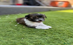 Mi-Ki dogs for sale: Mi ki toy puppies - Image 2