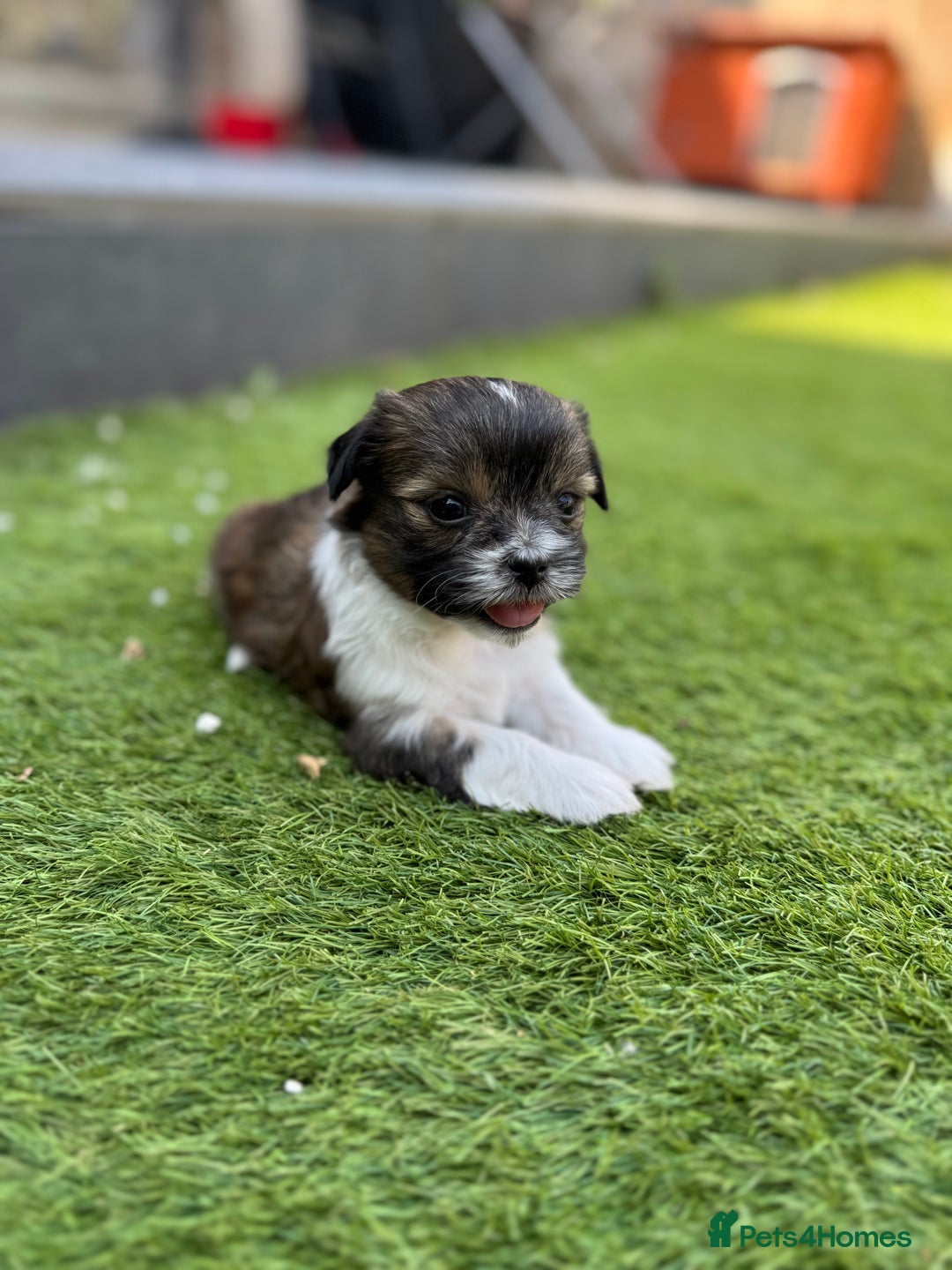 Mi-Ki dogs for sale: Mi ki toy puppies - Image 2