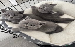 British Shorthair cats for sale: British shorthair kittens  - Image 3