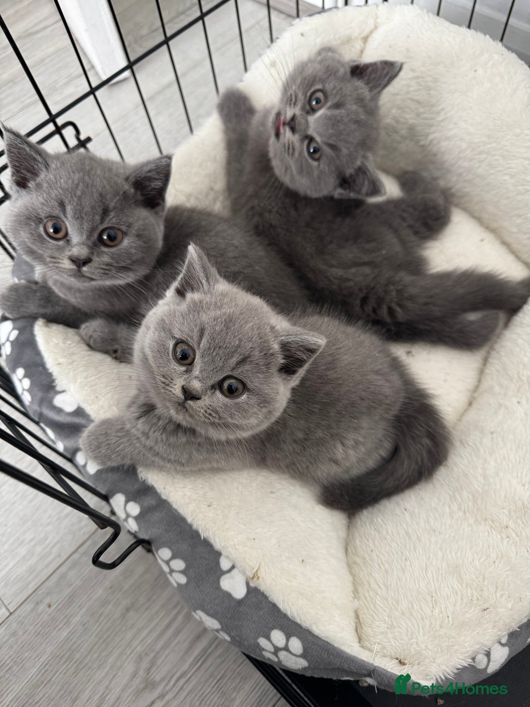 British Shorthair cats for sale: British shorthair kittens  - Image 3
