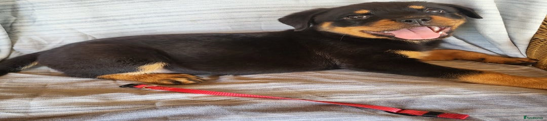 Rottweiler Puppy 5 -red- female