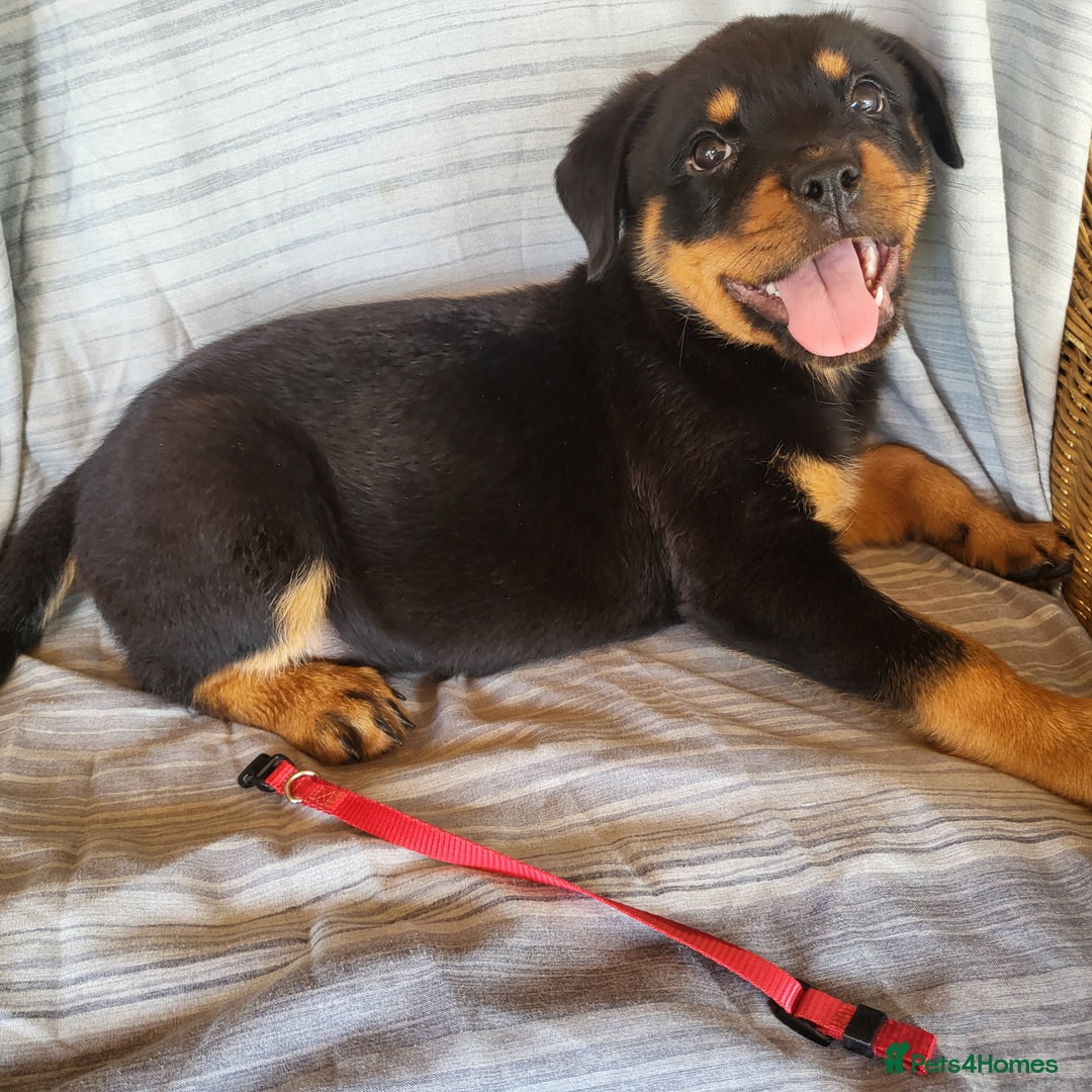 Rottweiler dogs for sale: Chunky Rottweiler Puppies  - Image 4