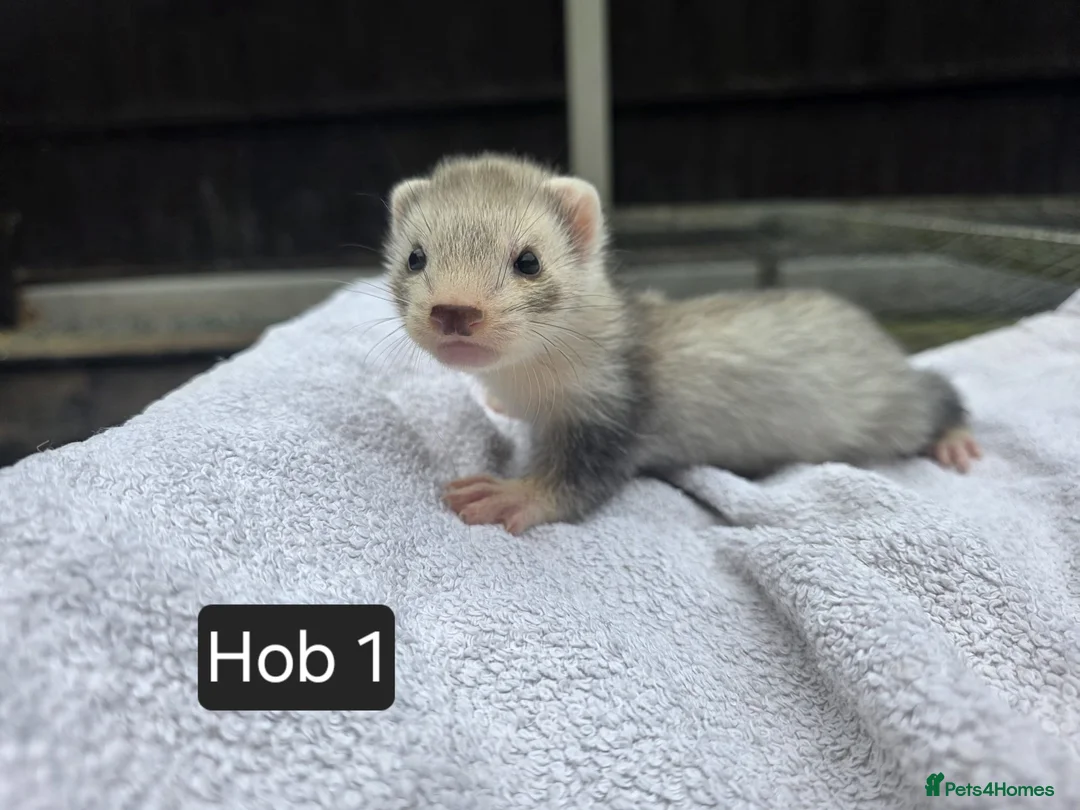 Ferret rodents for sale: Silver Ferret Kits Ready To Leave - Advert 2