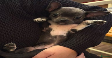 Chihuahua dogs - Advert 4