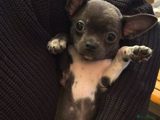 Chihuahua dogs - Advert 7