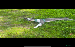 Italian Greyhound dogs for sale: Male Italian greyhound  - Image 2
