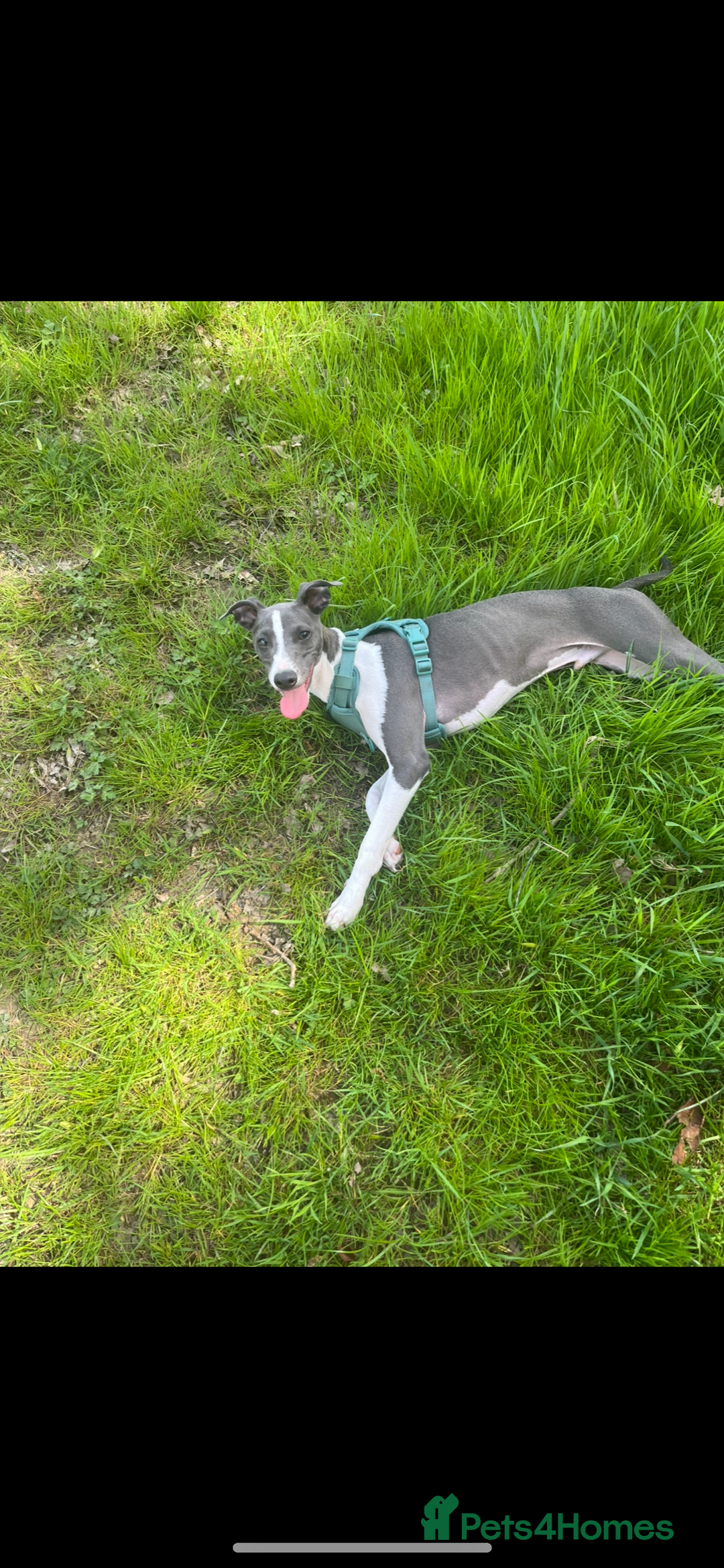 Italian Greyhound dogs for sale: Male Italian greyhound  - Image 2