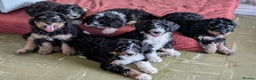 Bernedoodle dogs for sale: Expecting a Tri-coloured litter of Bernedoodles  - Advert 3