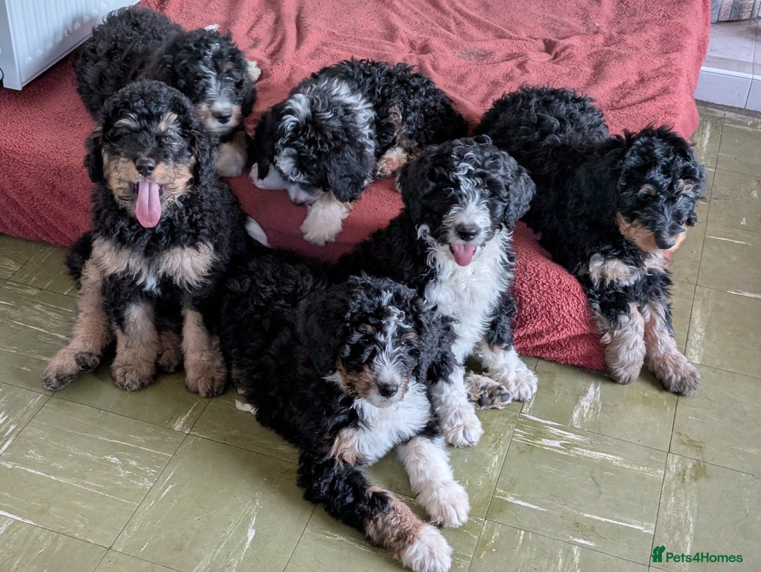 Bernedoodle dogs for sale: Expecting a Tri-coloured litter of Bernedoodles  - Advert 3