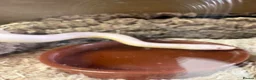 Corn Snake reptiles for sale: Susie beautiful albino corn snake in Worcester - Advert 9