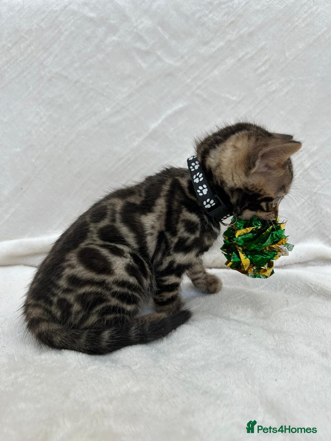 Bengal cats for sale: ❤️ GORGEOUS PURE BENGAL KITTENS ❤️ - Image 18