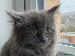 British Shorthair cats Scottish Fold X British Short hair - Advert 2