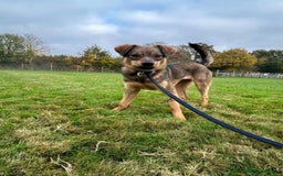 Mixed Breed dogs for adoption: Justice - Norwich Norfolk  in Norwich - Image 5