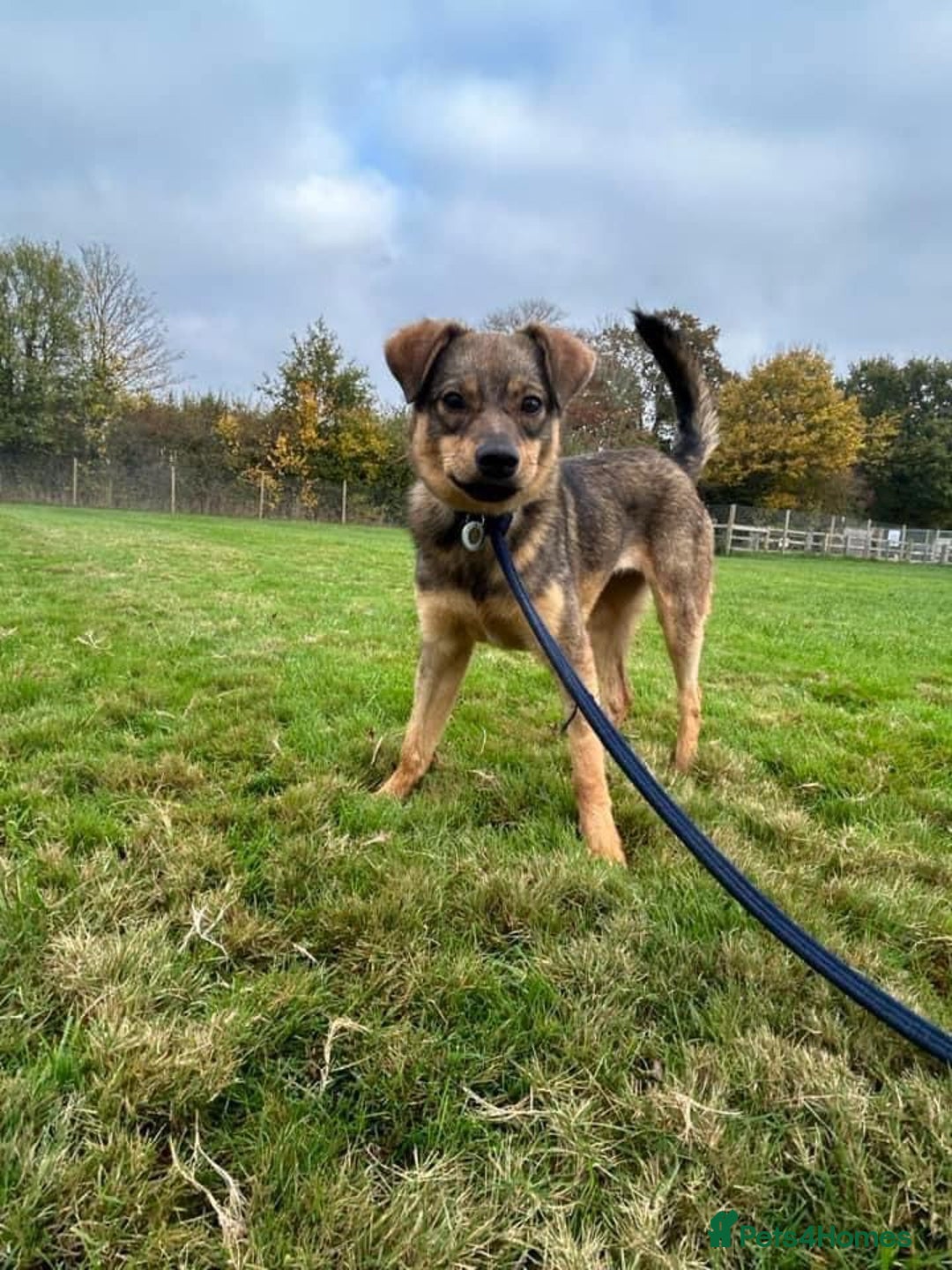 Mixed Breed dogs for adoption: Justice - Norwich Norfolk  in Norwich - Image 5