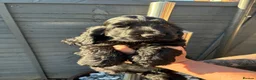 Cocker Spaniel dogs for sale: KC Show type cocker spaniel pups ready to leave  - Advert 14