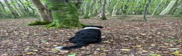 Mixed Breed dogs for sale: Ted the collie poo - Advert 11
