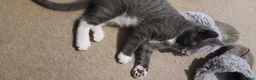 Mixed Breed cats for sale: 2 kittens  - Advert 20