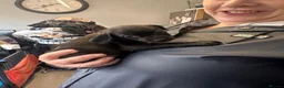 Mixed Breed dogs for sale: Beautiful puppies for sale  - Advert 3