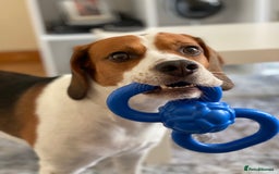 Beagle dogs for stud: Beagle for stud - Image 12