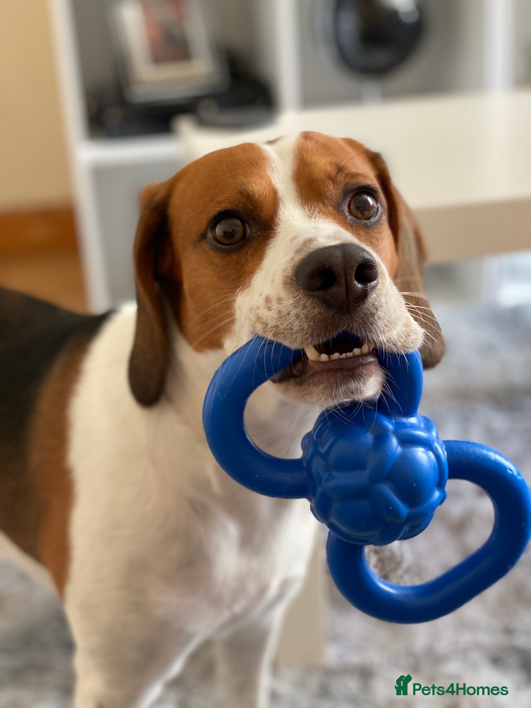 Beagle dogs for stud: Beagle for stud - Image 12
