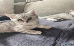 Scottish Fold cats for sale: Kittens scottish fold & Himalayan Persian mix  - Image 6