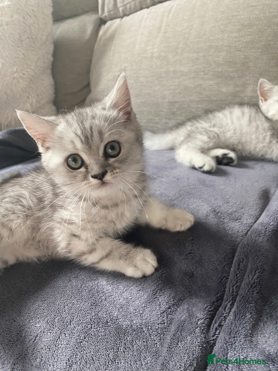 Scottish Fold cats for sale: Kittens scottish fold & Himalayan Persian mix  - Image 6