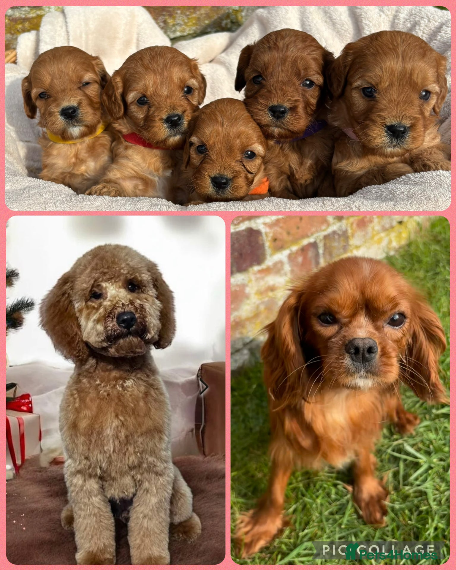 Cavapoo dogs Stunning Special Red F1 Cavapoo Puppies KC Parents - Advert 14