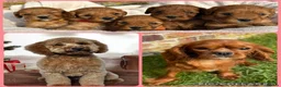 Cavapoo dogs for sale: Special Red F1 Cavapoo Puppies KC Parents DNA Test - Advert 12
