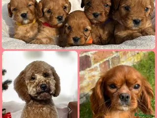 Cavapoo dogs Stunning Special Red F1 Cavapoo Puppies KC Parents - Advert 14